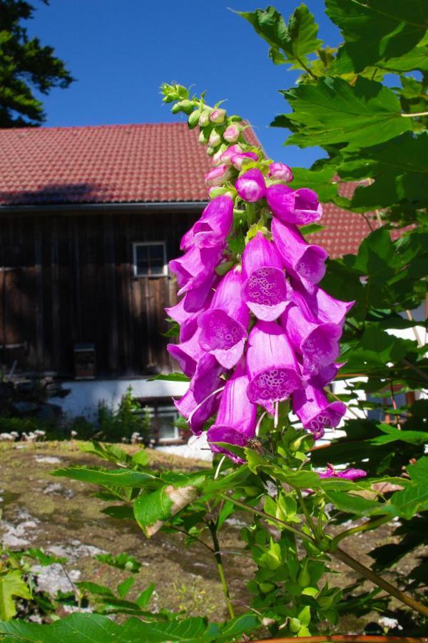 Ferienhaus Ploeckenstein Schwarzenberg am Bohmerwald Bagian luar foto