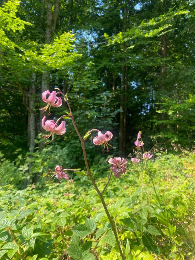 Ferienhaus Ploeckenstein Schwarzenberg am Bohmerwald Bagian luar foto